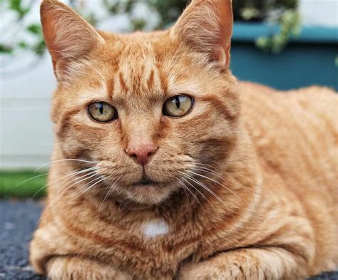 30 Ginger Tabby Cat Facts Too Adorable To Miss - Facts.net