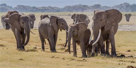 Best Places to See Elephants in Africa: Elephant Safaris 2020