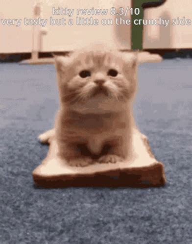 Crunchy Cat GIF - Crunchy Cat - Discover & Share GIFs