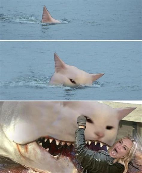 Confused cat/shark meme template : r/MemeTemplatesOfficial