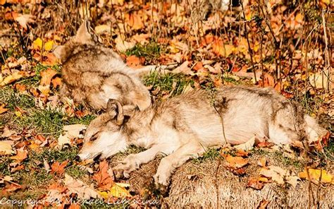 10 best Sleeping wolf pup images on Pinterest | Animal babies, Baby animals and Adorable animals