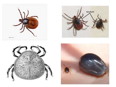 Ticks and mites | PPT