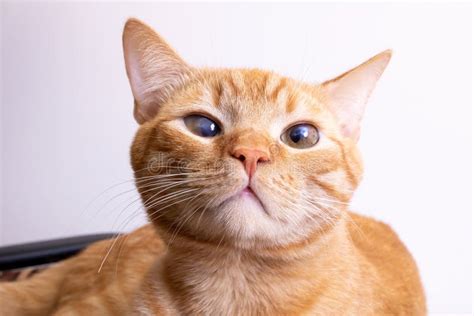 Red Cat with a Judgmental Arrogant Look Stock Image - Image of domestic, animal: 260732881