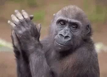 Monkey Slow Clap GIF - Monkey SlowClap SlowClapping - Discover & Share GIFs