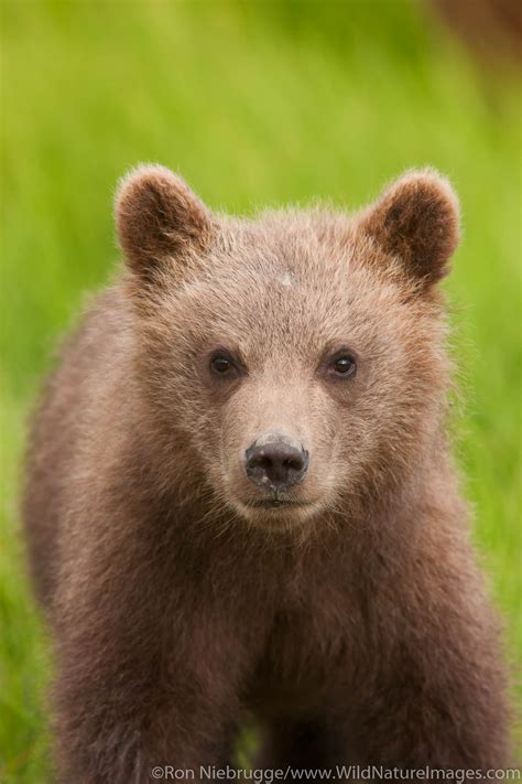 Brown Bear Cub | Lake Clark National Park, Alaska. | Photos by Ron ...