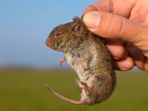 Souris, mulot et campagnol : comment les reconnaitre