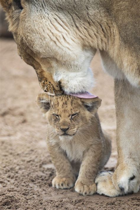 Scar's cub - African Lion cub | Discover Animals