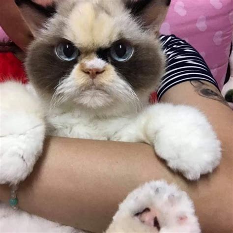 What Breed Is Grumpy Cat