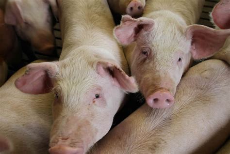 Landrace Pig – A Good Pig Breed For Commercial Farming – FarmerDB