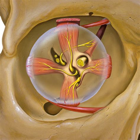 Eye and orbit anatomy with motor nerves by Patrick J. Lynch, medical ...