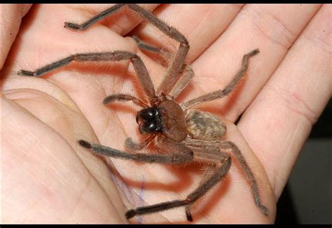 Huntsman Spider With Babies