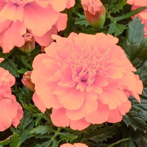 Pink Color French Marigold Seeds — USA Garden Center