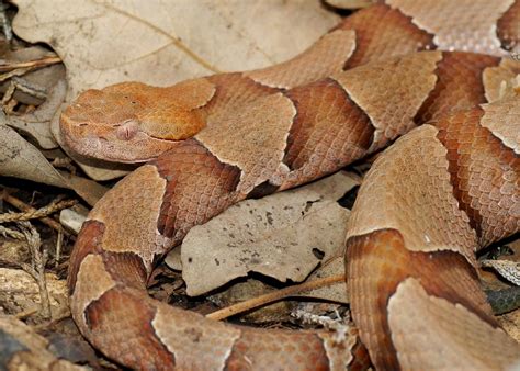 What To Do For Copperhead Snake Bite - Snake Poin