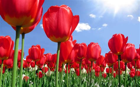 Tulip Flowers ~ Flowers Wallpapers