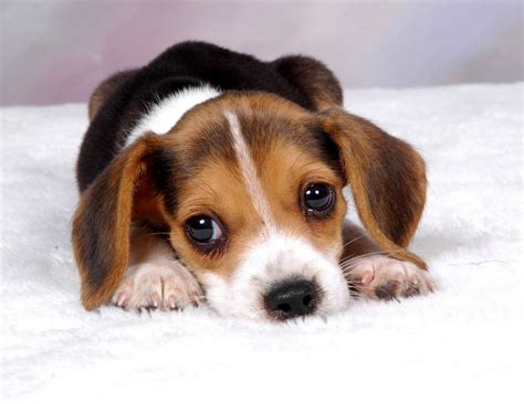 How much does a Beagle Puppy cost? - Annie Many