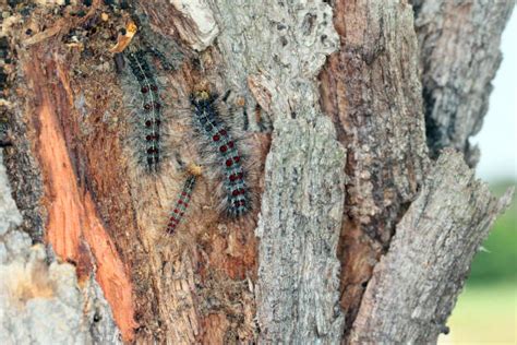 40+ Gypsy Moth Damage Stock Photos, Pictures & Royalty-Free Images - iStock