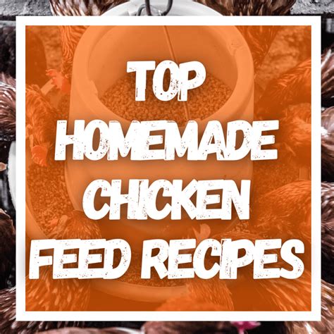 4 Top Homemade Chicken Feed Recipes