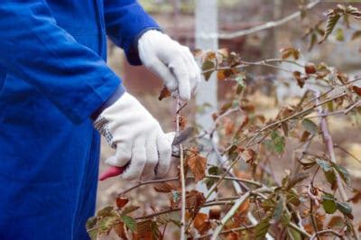 Pruning Blackberries for a Bumper Crop - Garden.eco