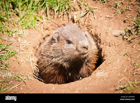 Groundhog Burrow