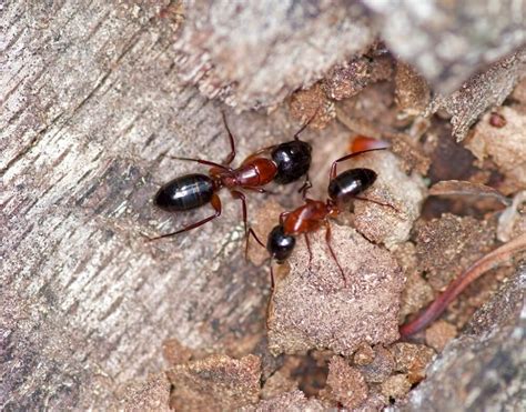 19 Black and Red Ants (Pictures and Identification Guide)