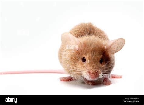 small cute mouse on white Stock Photo - Alamy