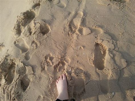 Ashdod beach stock image. Image of carving, soil, sand - 191058771