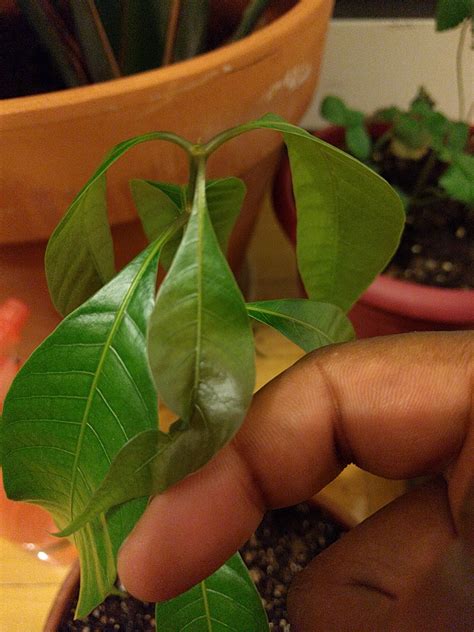 indoors - Mango seedling has weak/curling leaves - Gardening & Landscaping Stack Exchange