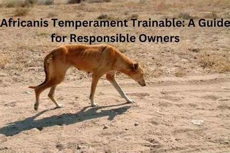 Africanis Temperament Trainable? 9 Best Steps For Easy Training » Dog Discussions