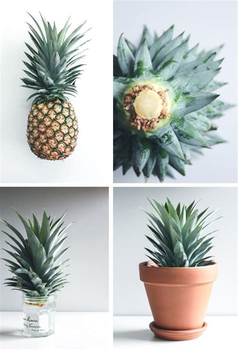 Growing a Pineapple in Water From a Pineapple Top | Idée jardinage ...