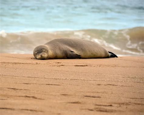 Hawaiian Monk Seal - Facts, Diet, Habitat & Pictures on Animalia.bio