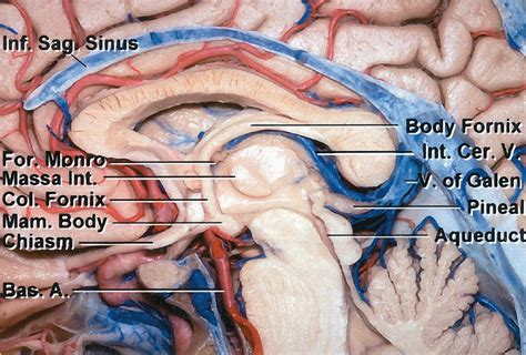 Anatomy of the Ventricular System | The Neurosurgical Atlas