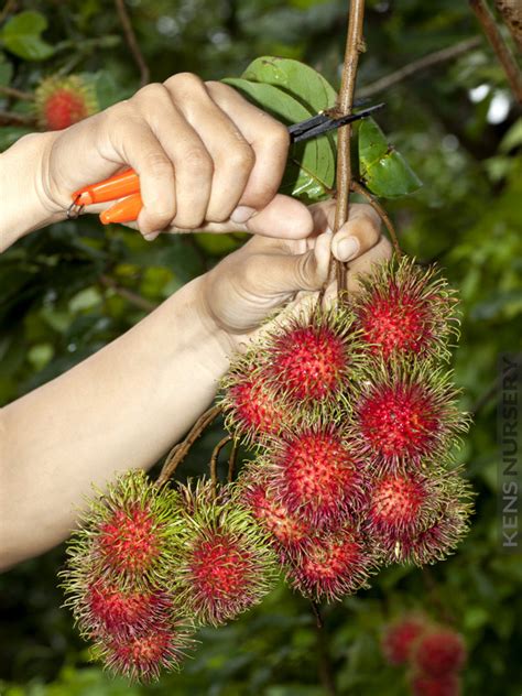 Tropical Rambutan Fruit Tree Nephelium Lappaceum – Kens-Nursery