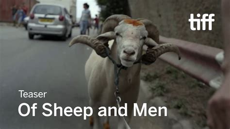 Of Sheep And Men - Shubbak