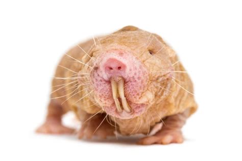 How Long Do Naked Mole-Rats Live? The Unexpected Truth