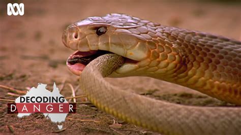 How Australian snakes became so venomous | Decoding Danger - YouTube