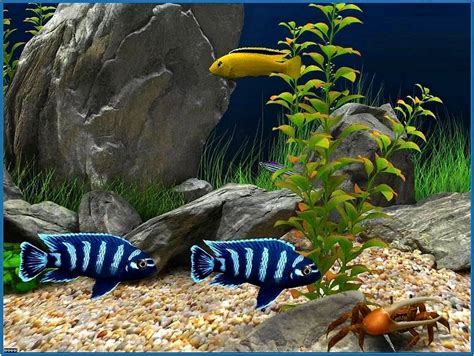 Dream Aquarium Screensaver 2020 - Download-Screensavers.biz