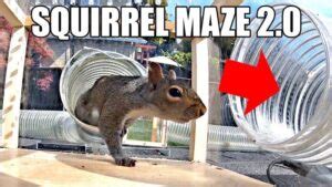 Mark Rober's Backyard Squirrel Maze 2.0 (Video) - Geeky Gadgets