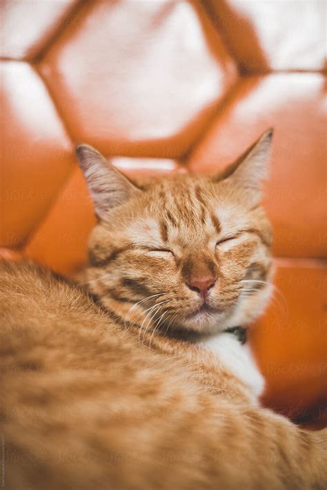 "Orange Cat Sleeping On Orange Sofa" by Stocksy Contributor "Chalit Saphaphak" - Stocksy