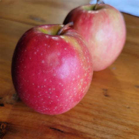 Cripps Pink Apple – Silver Creek Nursery Ltd.