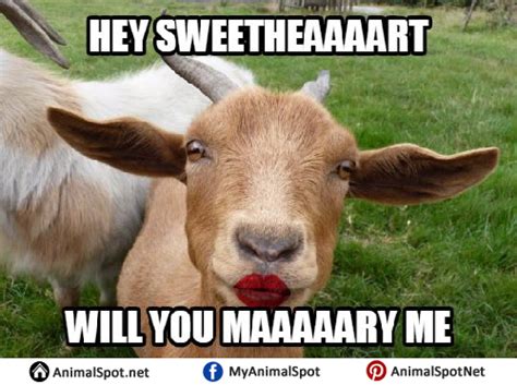 Goat Memes