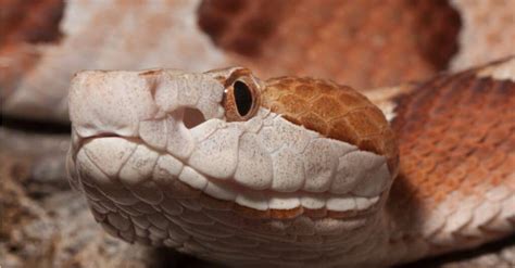 Copperhead Snake Facts | Agkistrodon contortrix - A-Z Animals