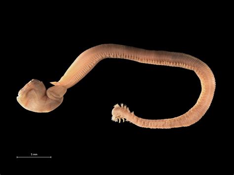 What are worms? - The Australian Museum