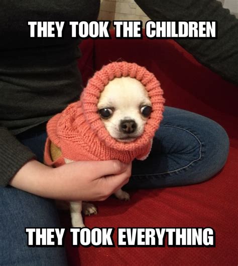 63+ Chihuahua In A Hoodie Meme - l2sanpiero