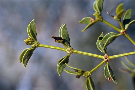 Vascular Plants of the Gila Wilderness-- Larrea tridentata var. tridentata