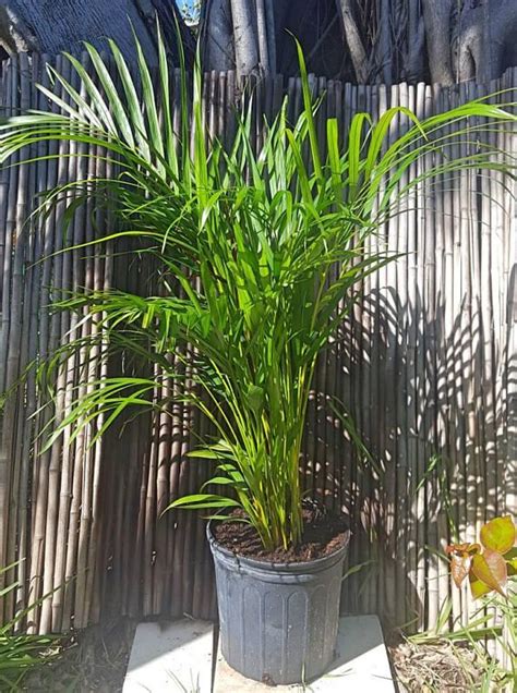 Areca Palm Dypsis lutescens Yellow Palm Butterfly Palm 4F | Etsy | Plants, Tall house plants ...