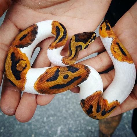 Piebald Ball Python Has Pumpkins on its Skin