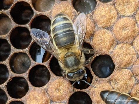 Honey Bee Species - Barnsley Beekeepers