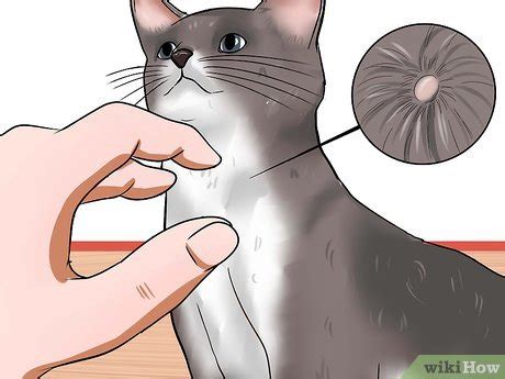 How To Find Out If Your Cat Has Fleas - Cat Lovster