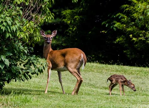 Baby Deer and Mother 7-3-16 (8) | Joe Pippin.com