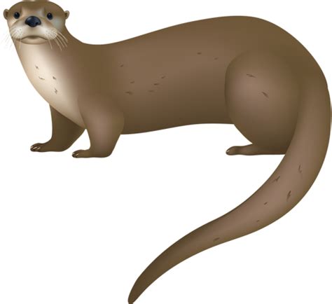 River Otter Drawing | Free download on ClipArtMag